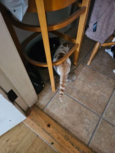 cat adaptio