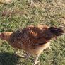 Young Roosters for sale Image 2