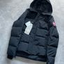 canada goose Image 2