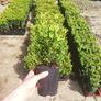 Box Hedging Image 3