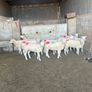 10 texel ewe hoggets Image 2