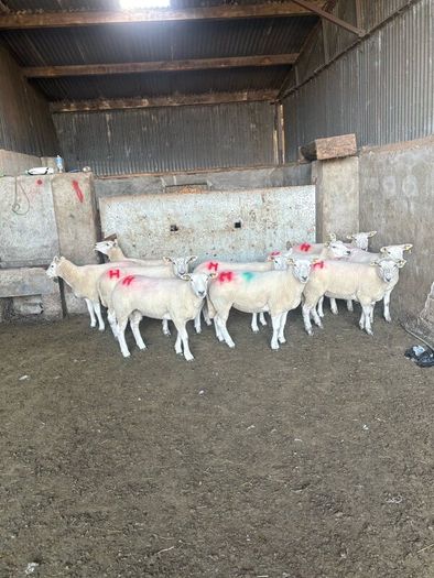 10 texel ewe hoggets