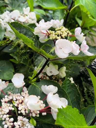 garden plants