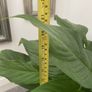 Large Peace Lily Image 5