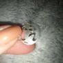 Vintage silver lady pendant Image 4