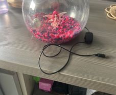Fish bowl