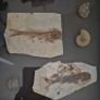 Fossilized prehistoric fish and ammonites. In display frame. Image 3