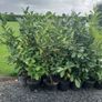 Laurel Hedging Image 2