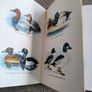 Birds in Colour by Bruce Campbell 1974 hardback with dustcover in good condition with some signs of wear on the dustcover see photos over 200 colour illustrations FREE STANDARD POSTAGE INCLUDED Image 10