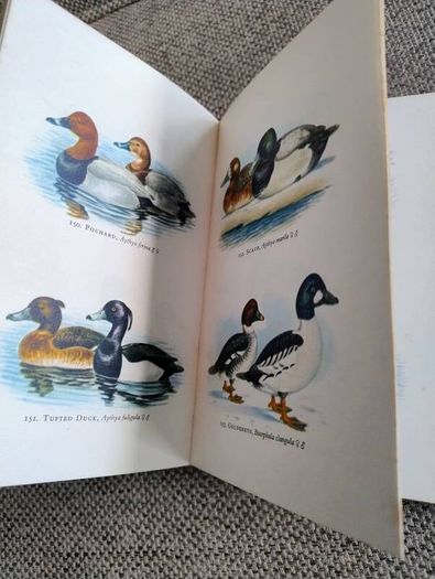 Birds in Colour by Bruce Campbell 1974 hardback with dustcover in good condition with some signs of wear on the dustcover see photos over 200 colour illustrations FREE STANDARD POSTAGE INCLUDED
