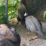 guinea fowl x 2 pairs Image 3