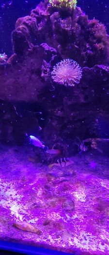 marine livestock