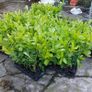 Laurel Hedging Image 2