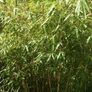 Clumping bamboo plant Image 3