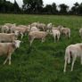 Easy Care ewe hoggets Image 2
