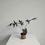 Alocasia Pink Passion Plant Image 2