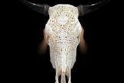 Large hand Carved Bull Skull  Lotus Design