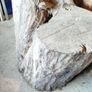 Ash tree stump Image 2