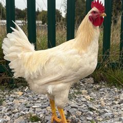 Rooster