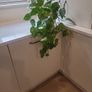 Epipremnum Aureum planter Image 4