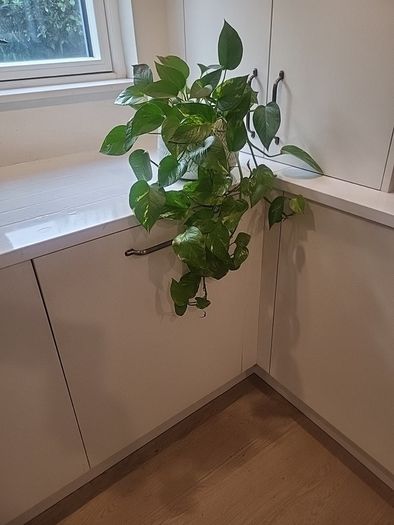 Epipremnum Aureum planter