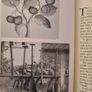 The Early Horticulturists. By Ronald Webber. Printed By David & Charles Newton Abbot. Vintage 1968 Hardback In Good Condition. Image 10