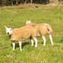 Pedigree Beltex Hogget ewes Image 6