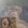 Old late 19th century print. A Darwinian Question Image 10
