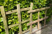 Free to go: wood