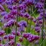 Purple Verbena bonarienis Flower Image 8