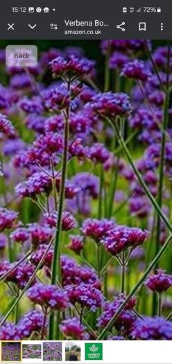 Purple Verbena bonarienis Flower