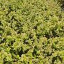 Golden and Green Privet Hedging One Euro Image 2