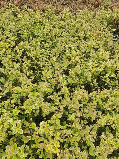 Golden and Green Privet Hedging One Euro