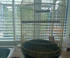 Bird Cage