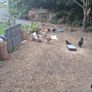 hatching eggs and chicks Image 7