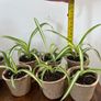 Mini spider plant cuttings props Image 4