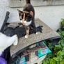 cat adaptio Image 3