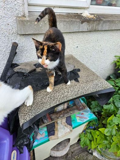 cat adaptio