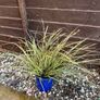 Evergreen plant Image 4
