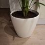kentia palm Image 2
