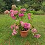 Hydrangea Image 6
