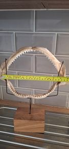 Shark Jaw on Stand