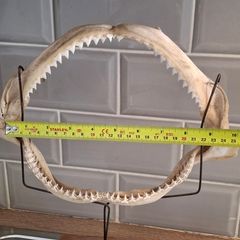 Shark Jaw on Stand
