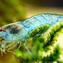 blue jelly neocaridina shrimp, Frogbit  floater (big portion), Hydrocotyle tripartita, Ramshorn snail Image 8