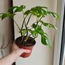 Rhaphidophora Tetrasperma (Mini Monstera) Plant Image 5