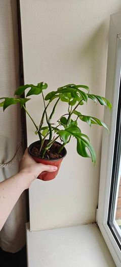 Rhaphidophora Tetrasperma (Mini Monstera) Plant
