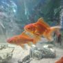fish and pleco Image 3