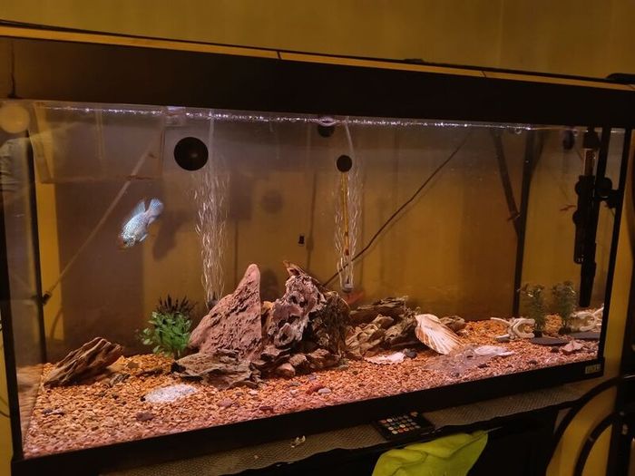 fish tank
