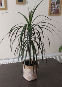 Dracaena marginata (Madagascar Dragon Tree)