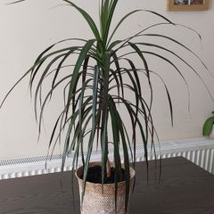 Dracaena marginata (Madagascar Dragon Tree)